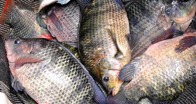 Prefeitura de Serra Branca fará a distribuição de mais de 3 mil quilos de peixes para a Semana Santa 