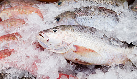 Prefeitura de Serra Branca realiza distribuição de peixes durante a Semana Santa em diversos bairros e comunidades